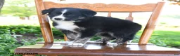 Border Collie dogs for sale: Laura - Ad 4