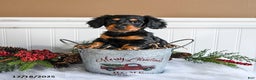 Miniature Dachshund dogs for sale: Piper - Ad 3