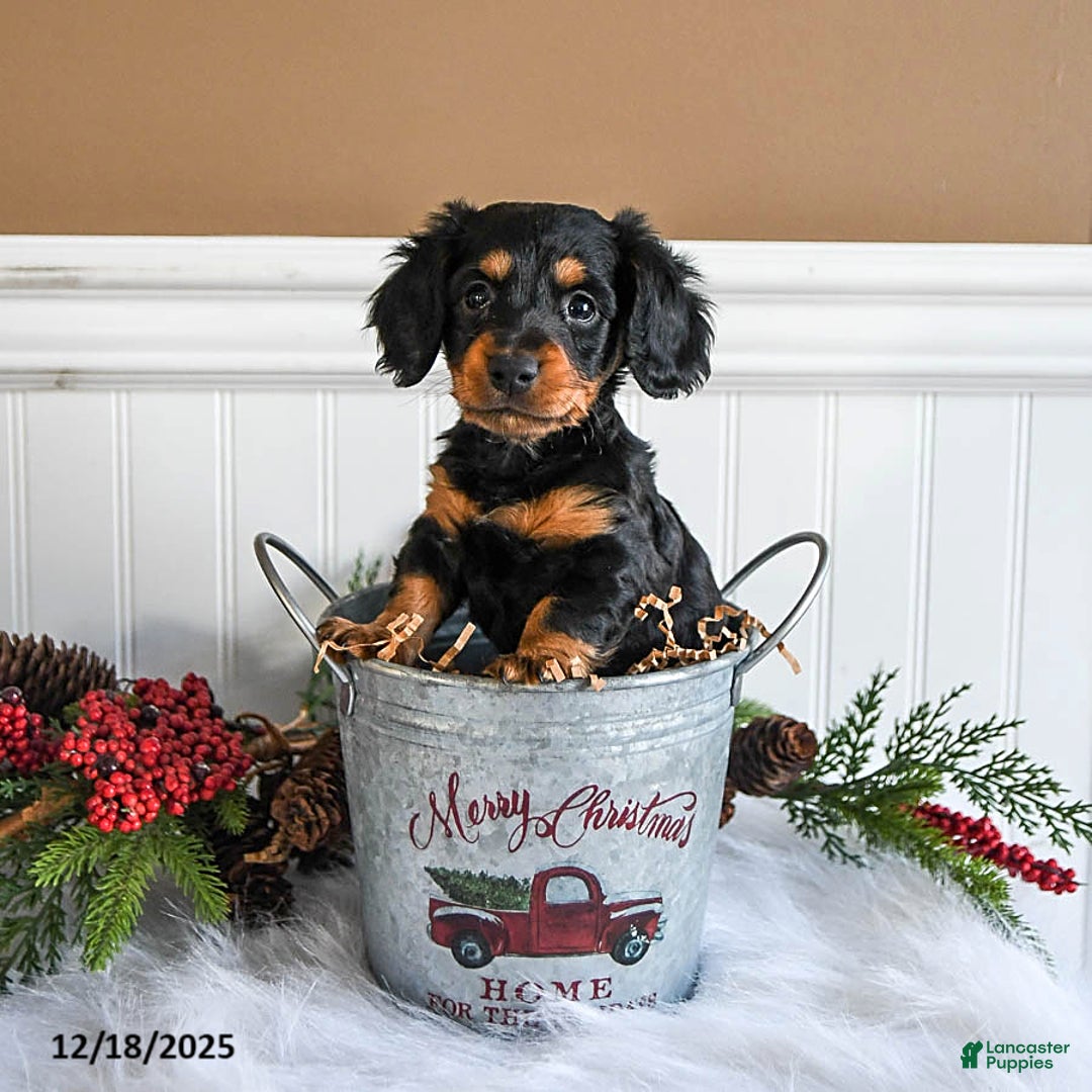Miniature Dachshund dogs for sale: Piper - Ad 3