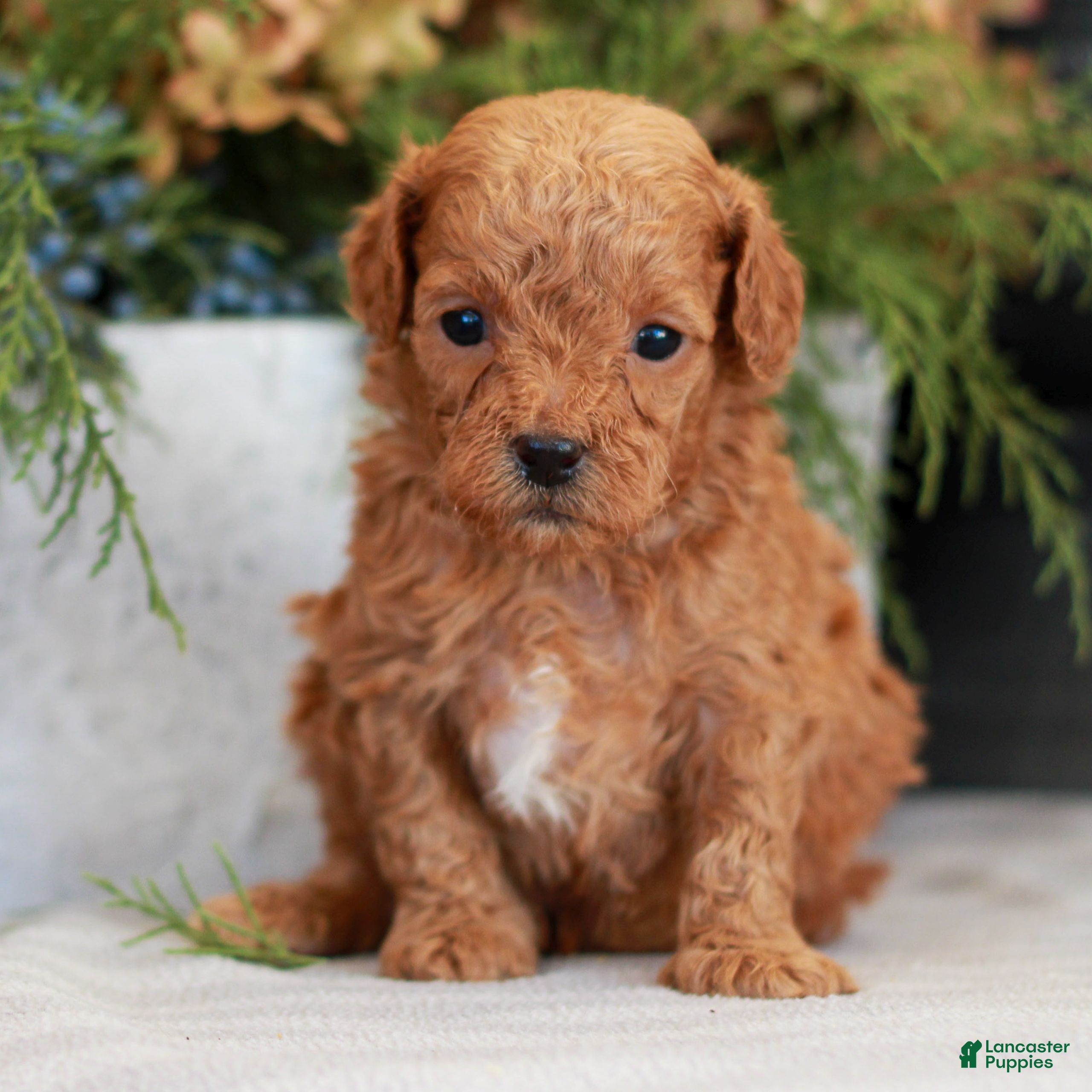 Cavapoo dogs Myles  - Ad 39