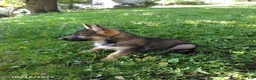 German Shepherd dogs for sale: Brenda - Ad 3