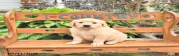 Golden Retriever dogs for sale: Dallas - Ad 3