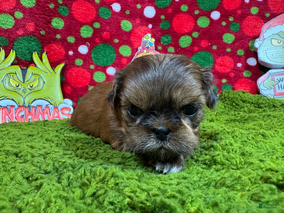 Shih Tzu dogs for sale: Shih Tzu Puppy 2 - Ad 3