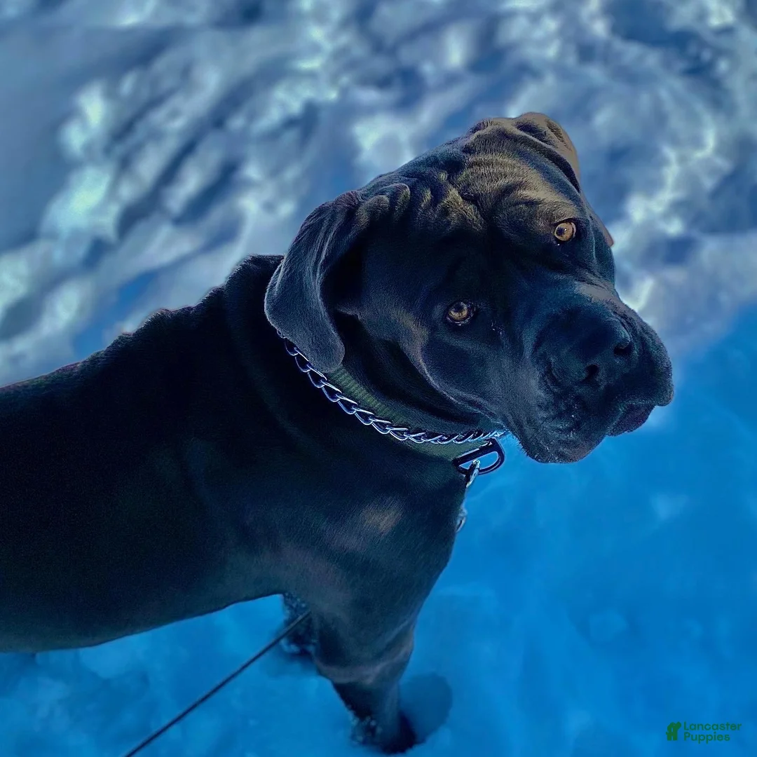 Cane Corso dogs for sale: Kratos - Ad 4