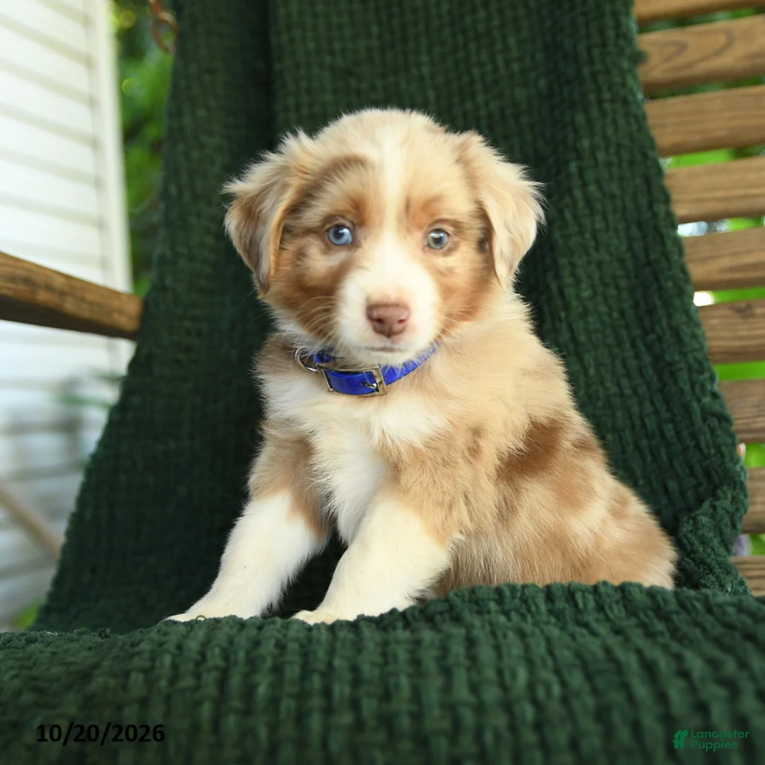 Miniature Australian Shepherd dogs for sale: Spruce - Ad 2