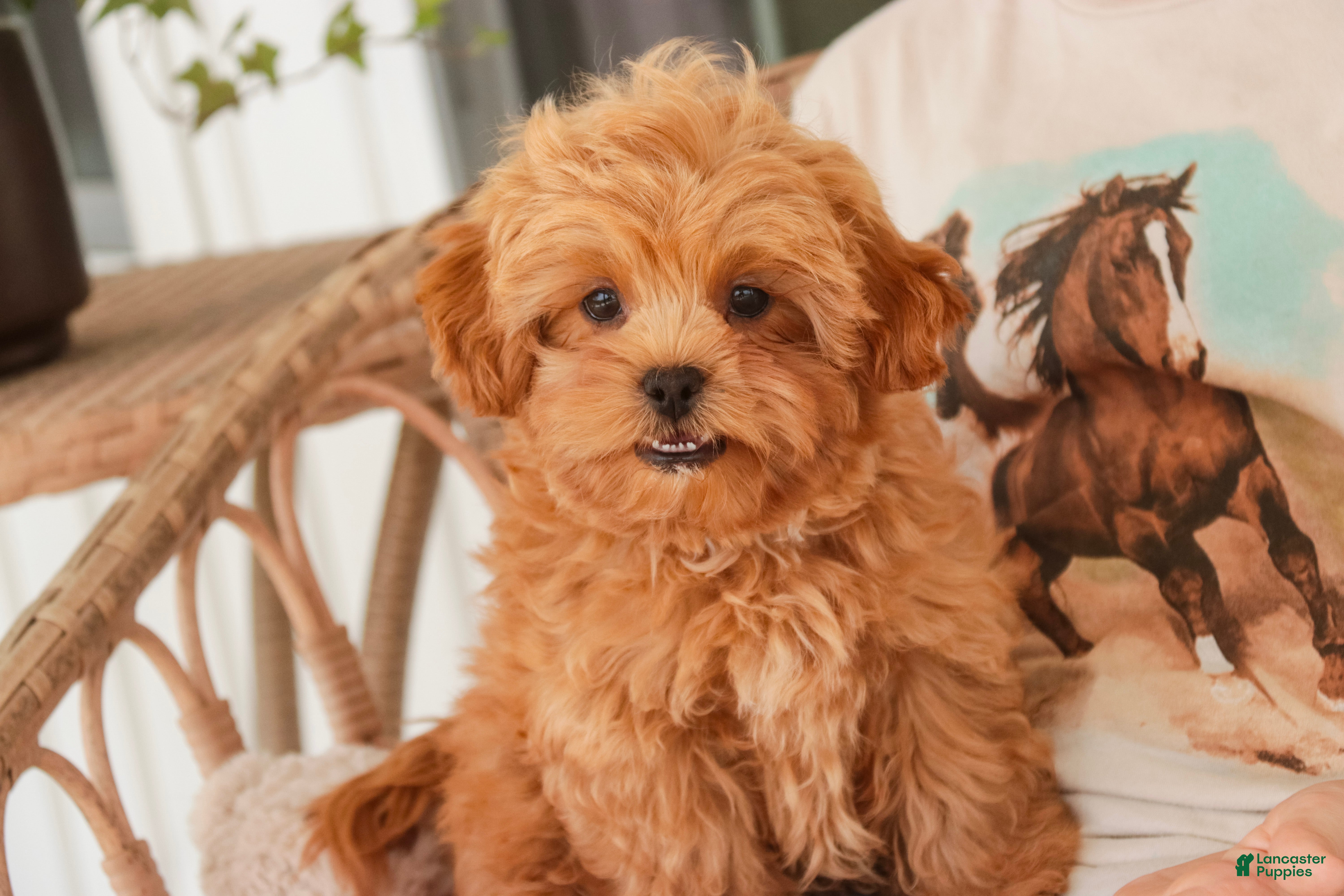 Shihpoo dogs Boone - Ad 1