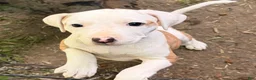 Mixed Breed dogs for sale: Lucky - Ad 12