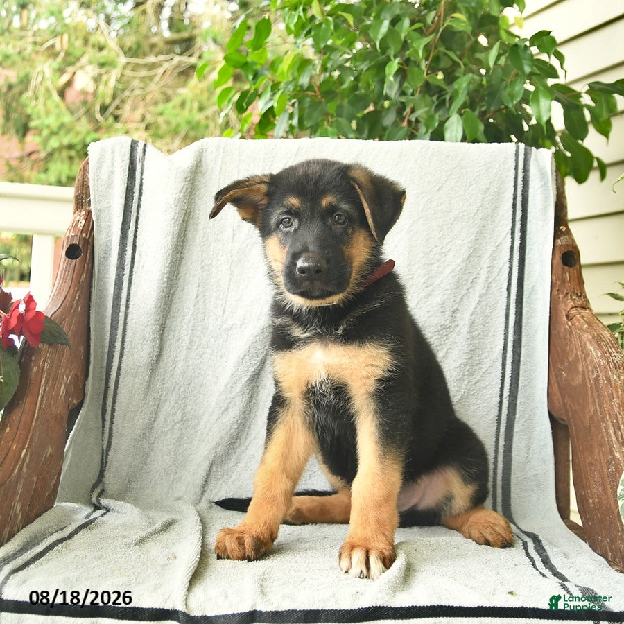 German Shepherd dogs Gizmo - Ad 2