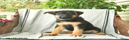 German Shepherd dogs for sale: Gizmo - Ad 2