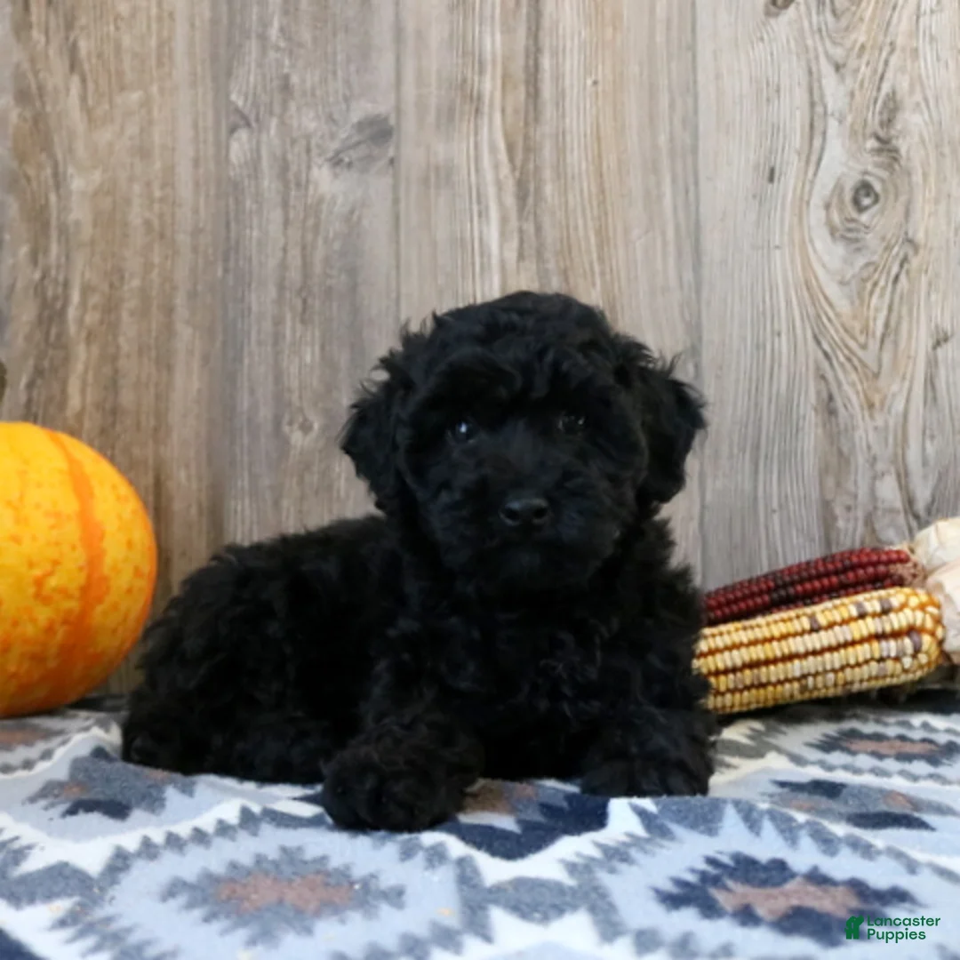 Miniature Poodle dogs for sale: Connor - Ad 1