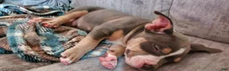 American Bully dogs for sale: American Bully 1 - Ad 18