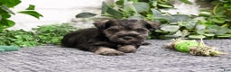 Miniature Schnauzer dogs for sale: Wayne - Ad 8