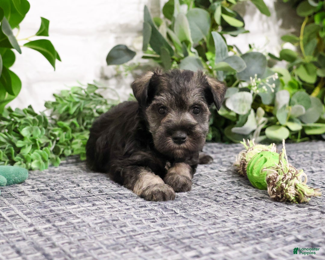 Miniature Schnauzer dogs for sale: Wayne - Ad 8