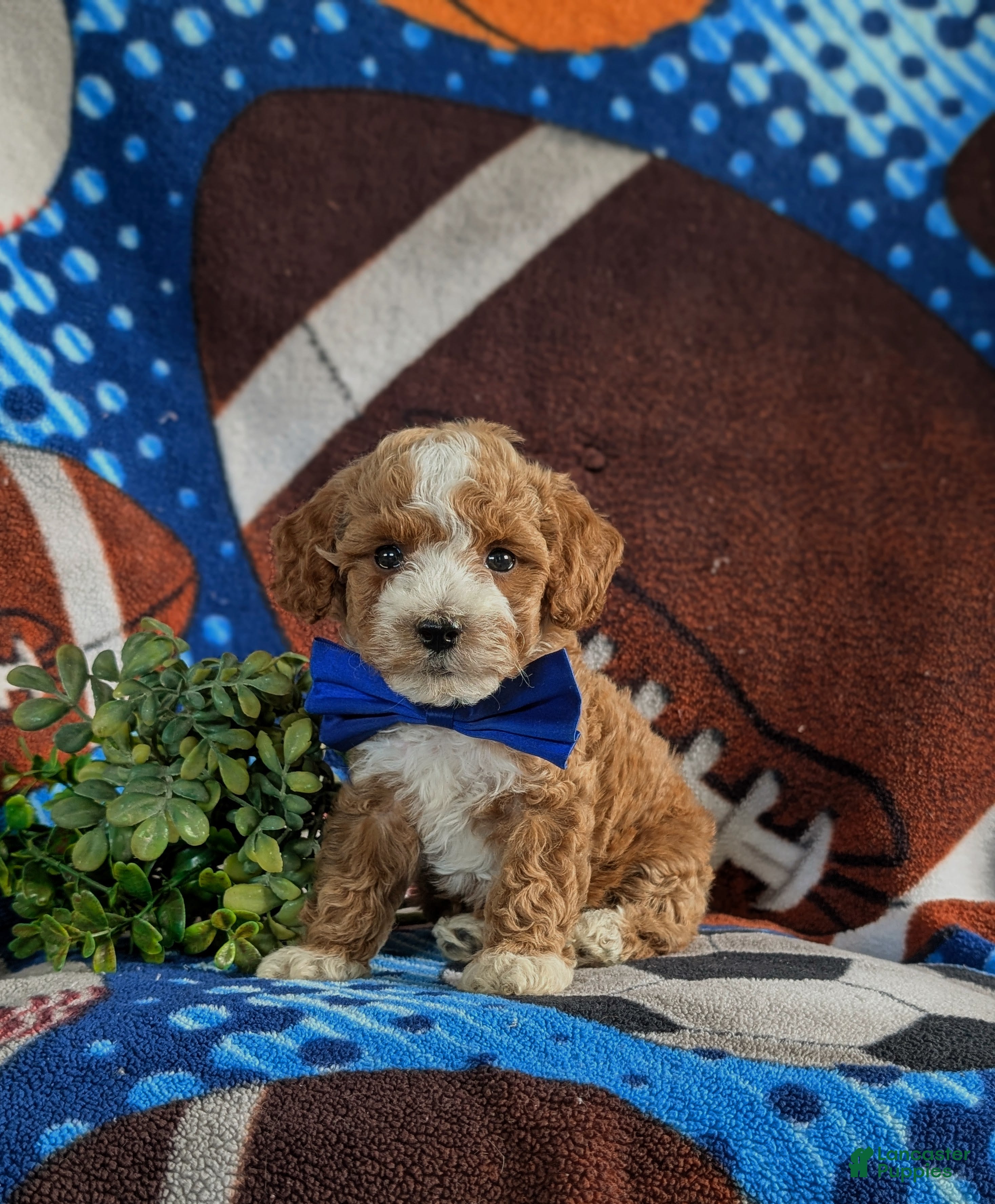 Bichpoo dogs for sale: Paxton 9 lbs Full Grown - Ad 3
