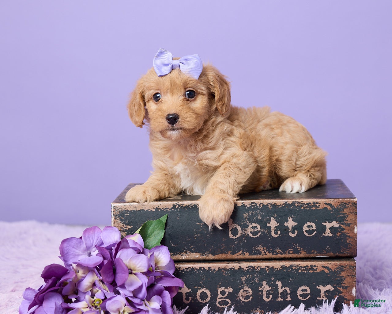 Cavapoo dogs Anna - Ad 1