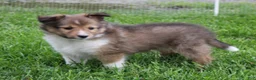 Shetland Sheepdog dogs for sale: Leo ‘ Arfy  - Ad 4
