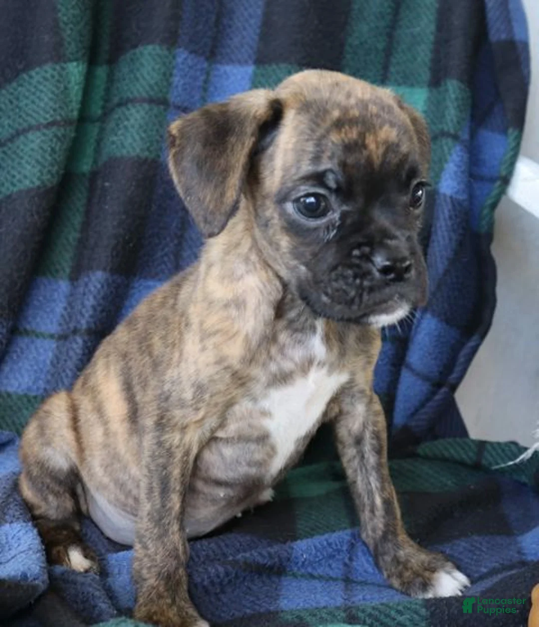 Boxer dogs for sale: Julie  - Ad 2