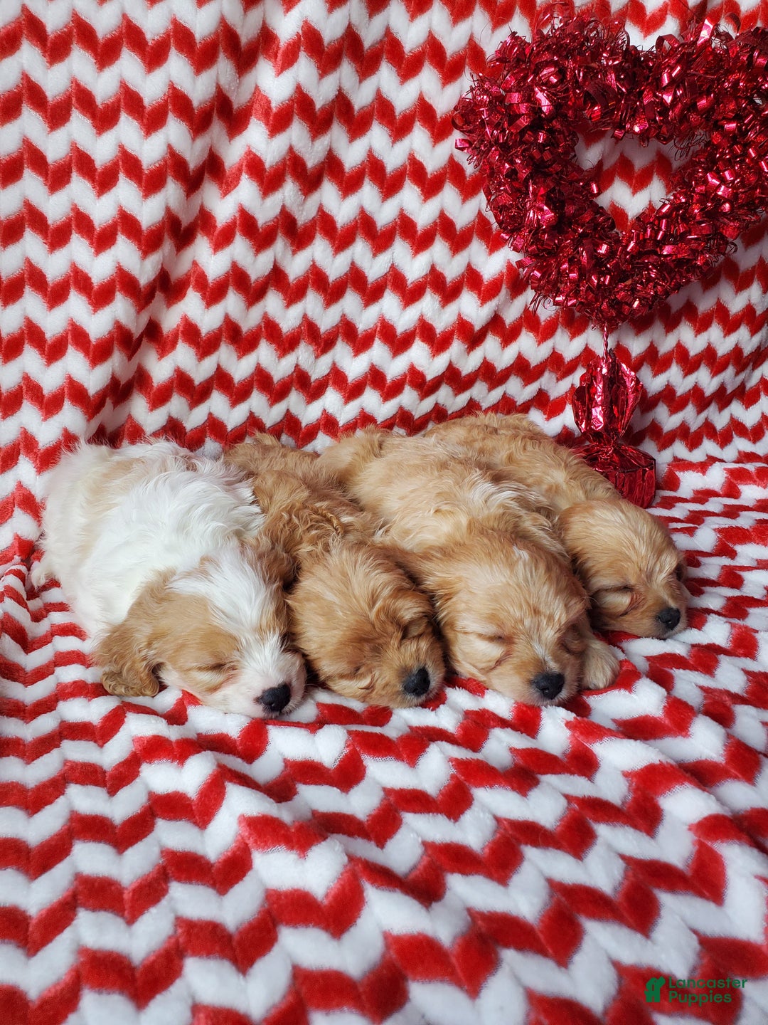 Cavachon dogs for sale: Milky Way - Ad 5