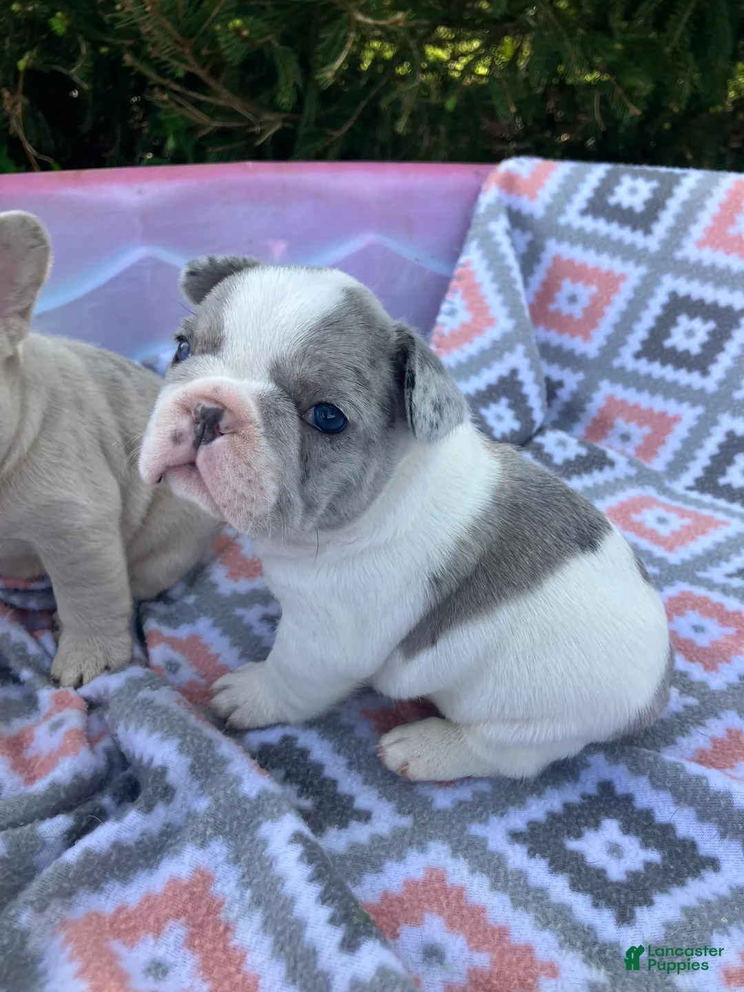 French Bulldog dogs for sale: Blue merle pied - Ad 2