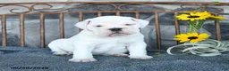 English Bulldog dogs for sale: Polar - Ad 3