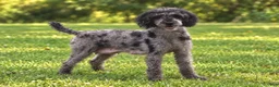 Miniature Poodle dogs for sale: Daisy - Miniature - Ad 4