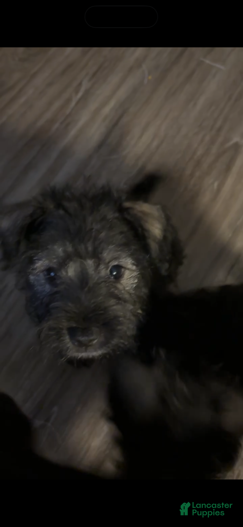 Miniature Schnauzer dogs for sale: Miniature Schnauzer Puppy 2 - Ad 2