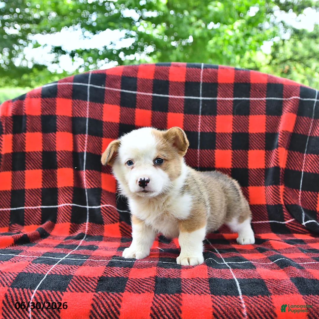 Welsh Corgi Pembroke dogs for sale: Patrick - Ad 2