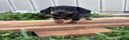 Miniature Dachshund dogs for sale: Coffee - Ad 2