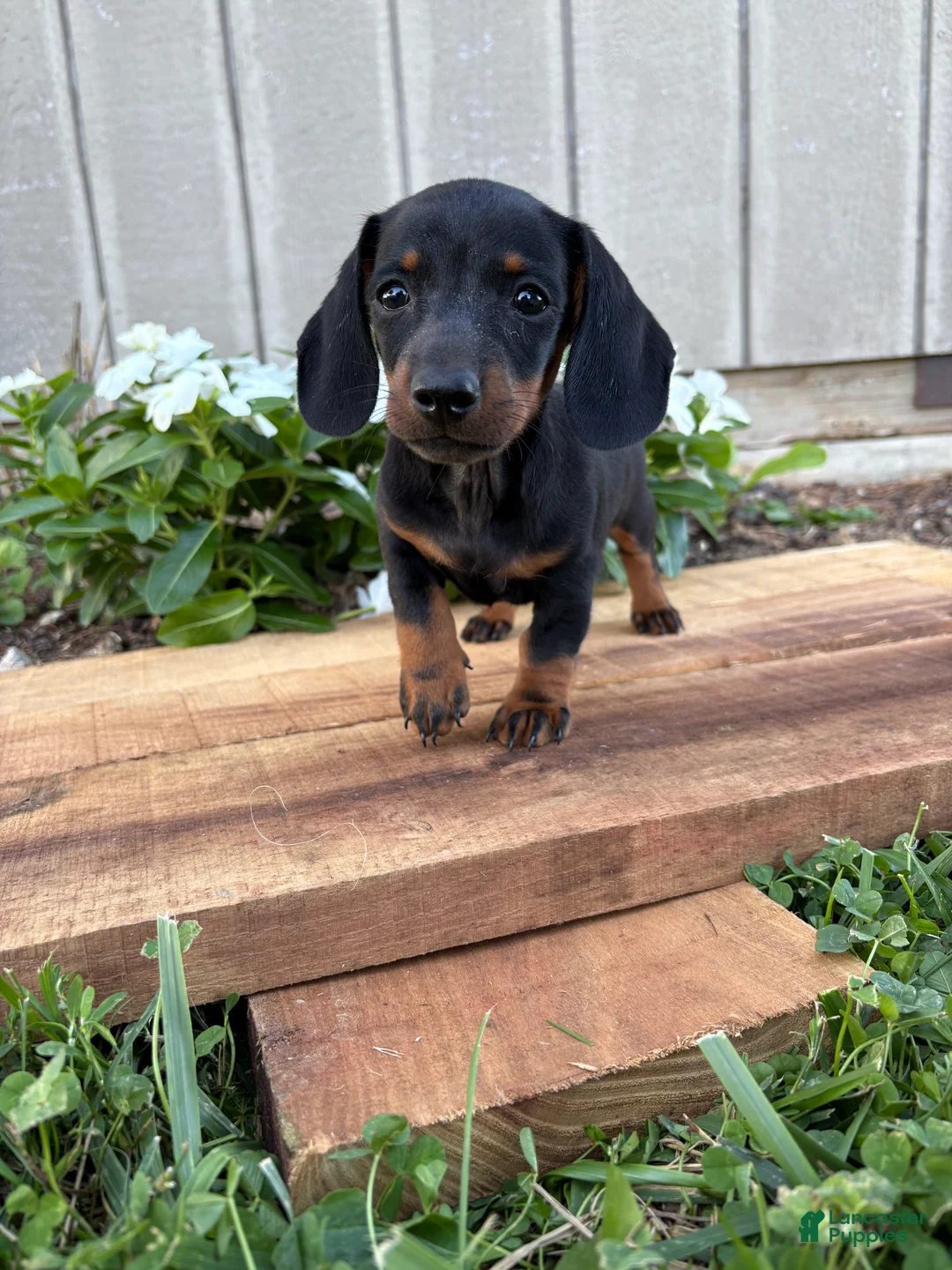 Miniature Dachshund dogs for sale: Coffee - Ad 2