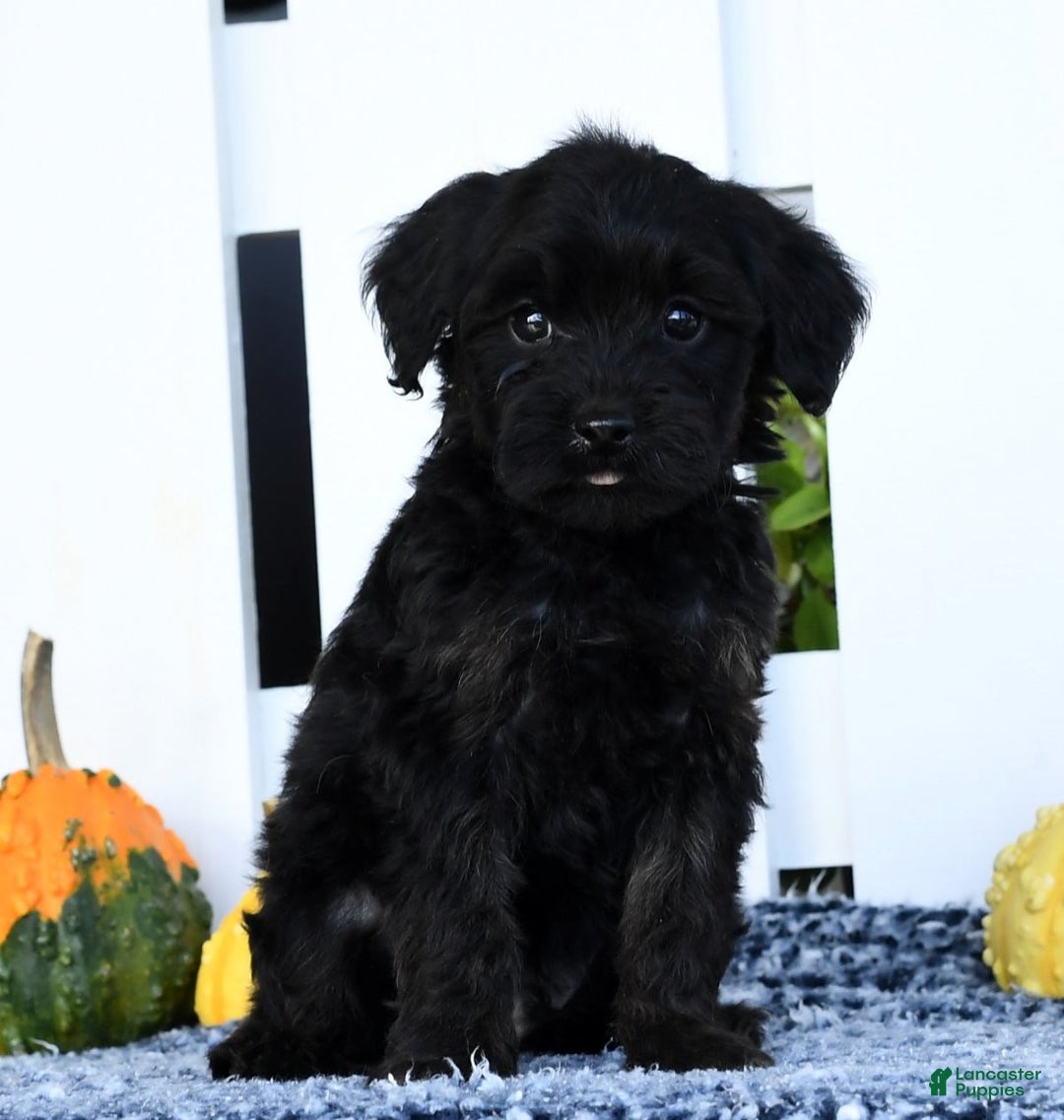 Yorkiepoo dogs for sale: Randy - Ad 1