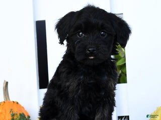 Yorkiepoo dogs Randy - Ad 38