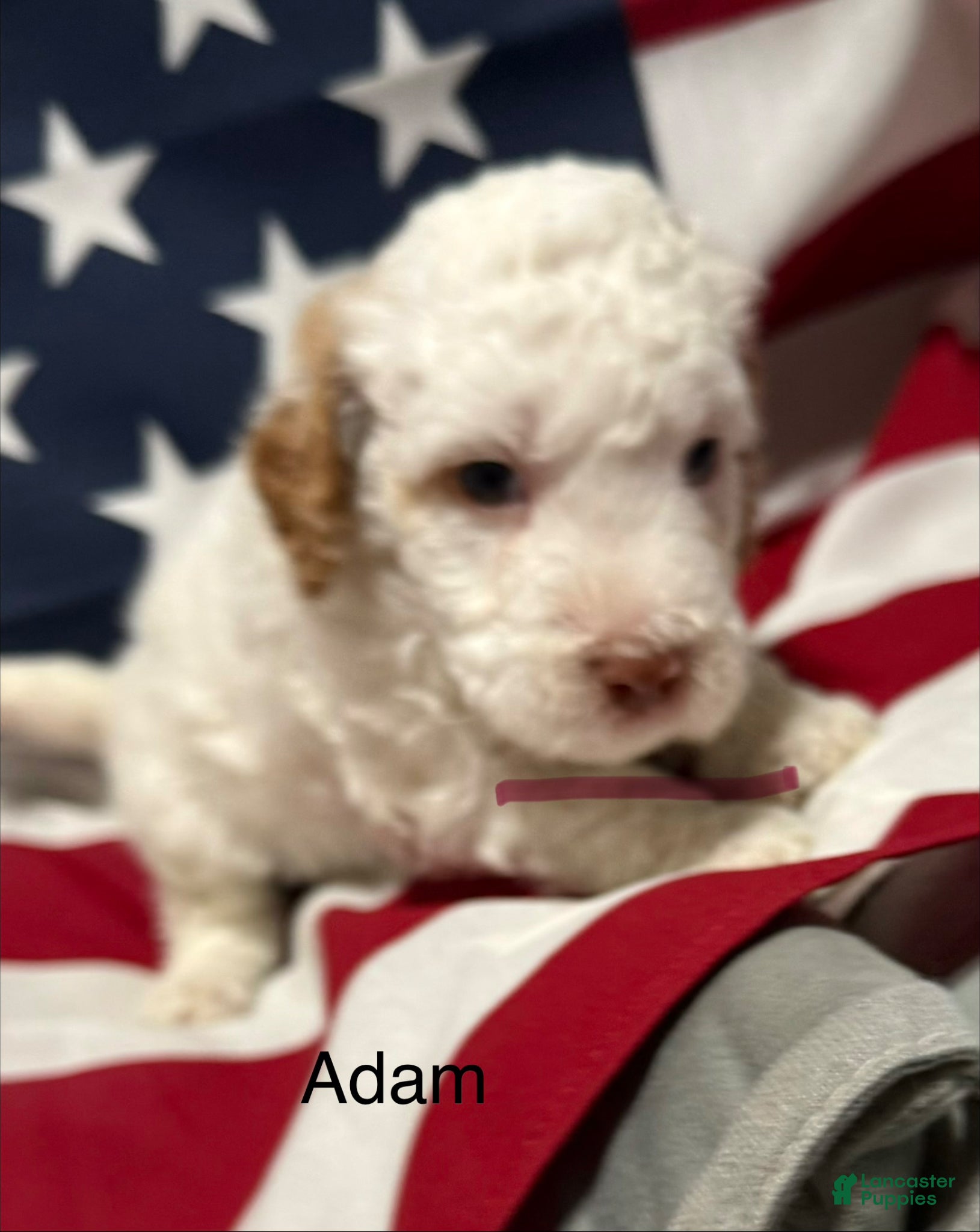 Mini Goldendoodle dogs Adam - Ad 2