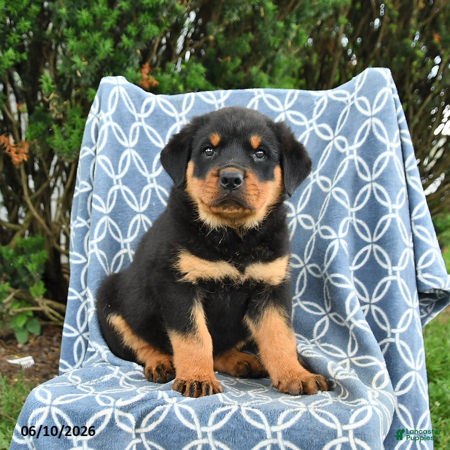 Rottweiler dogs Milo - Ad 1
