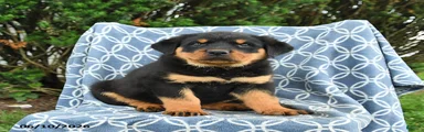 Milo