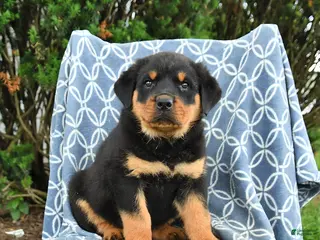 Rottweiler dogs for sale: Milo - Ad 4