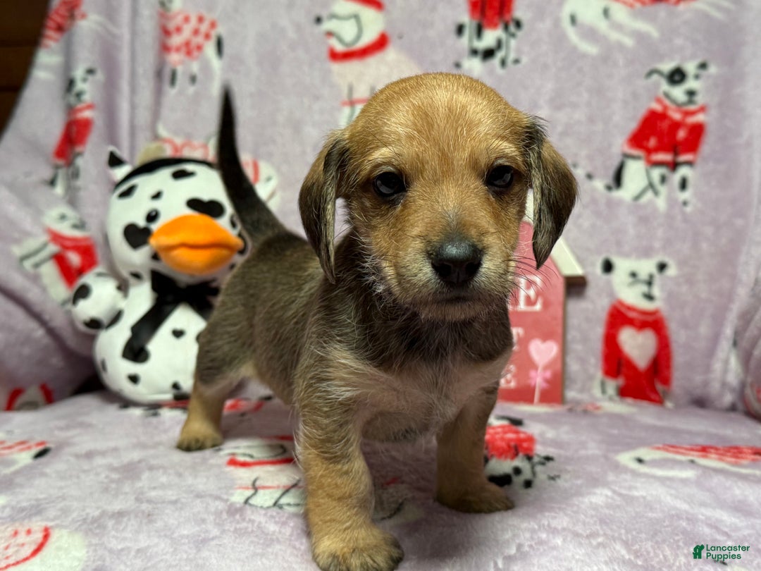 Mixed Breed dogs for sale: Wally - Ad 3