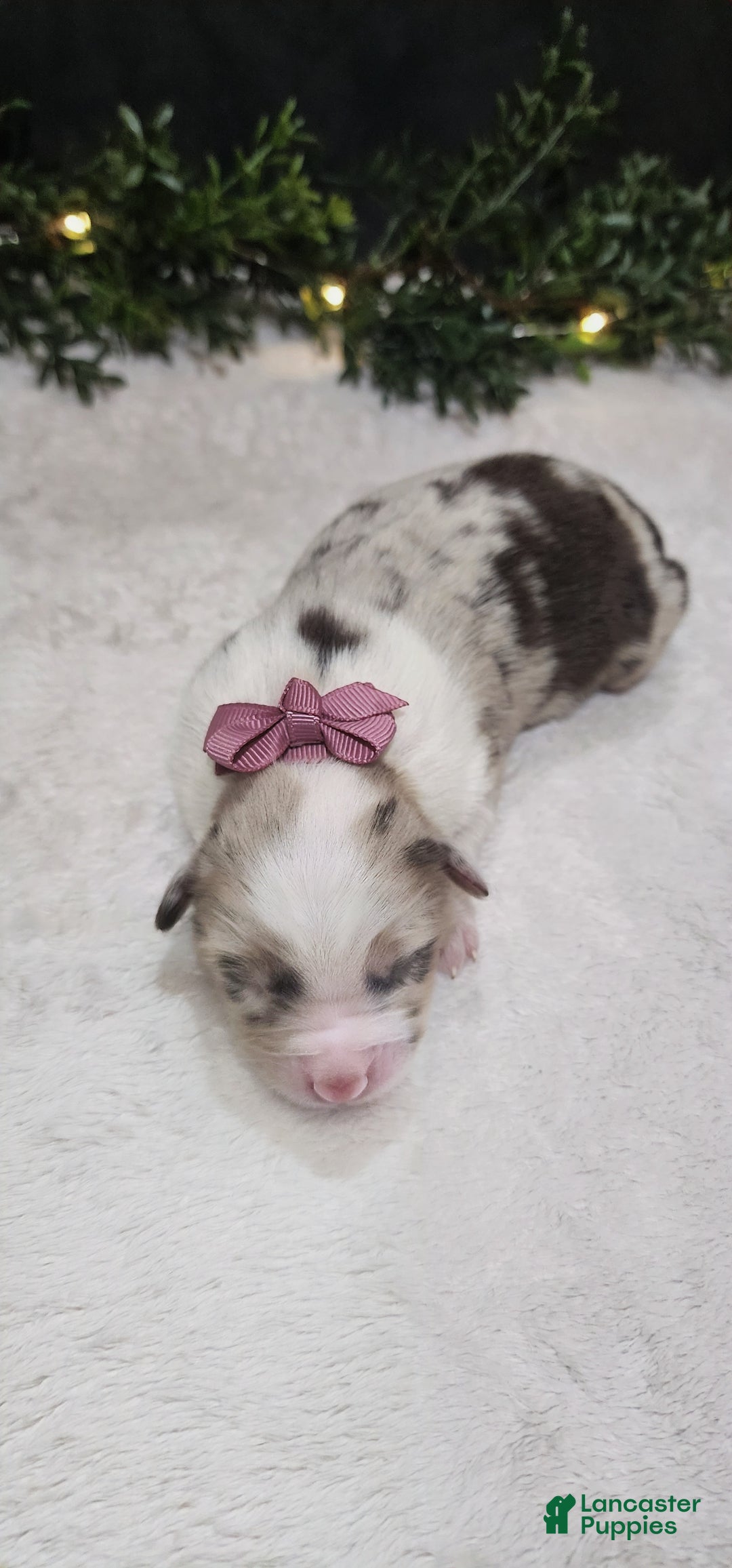 Miniature Australian Shepherd dogs for sale: Princess  - Ad 2