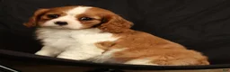 Cavalier King Charles Spaniel dogs for sale: Polly - Ad 9