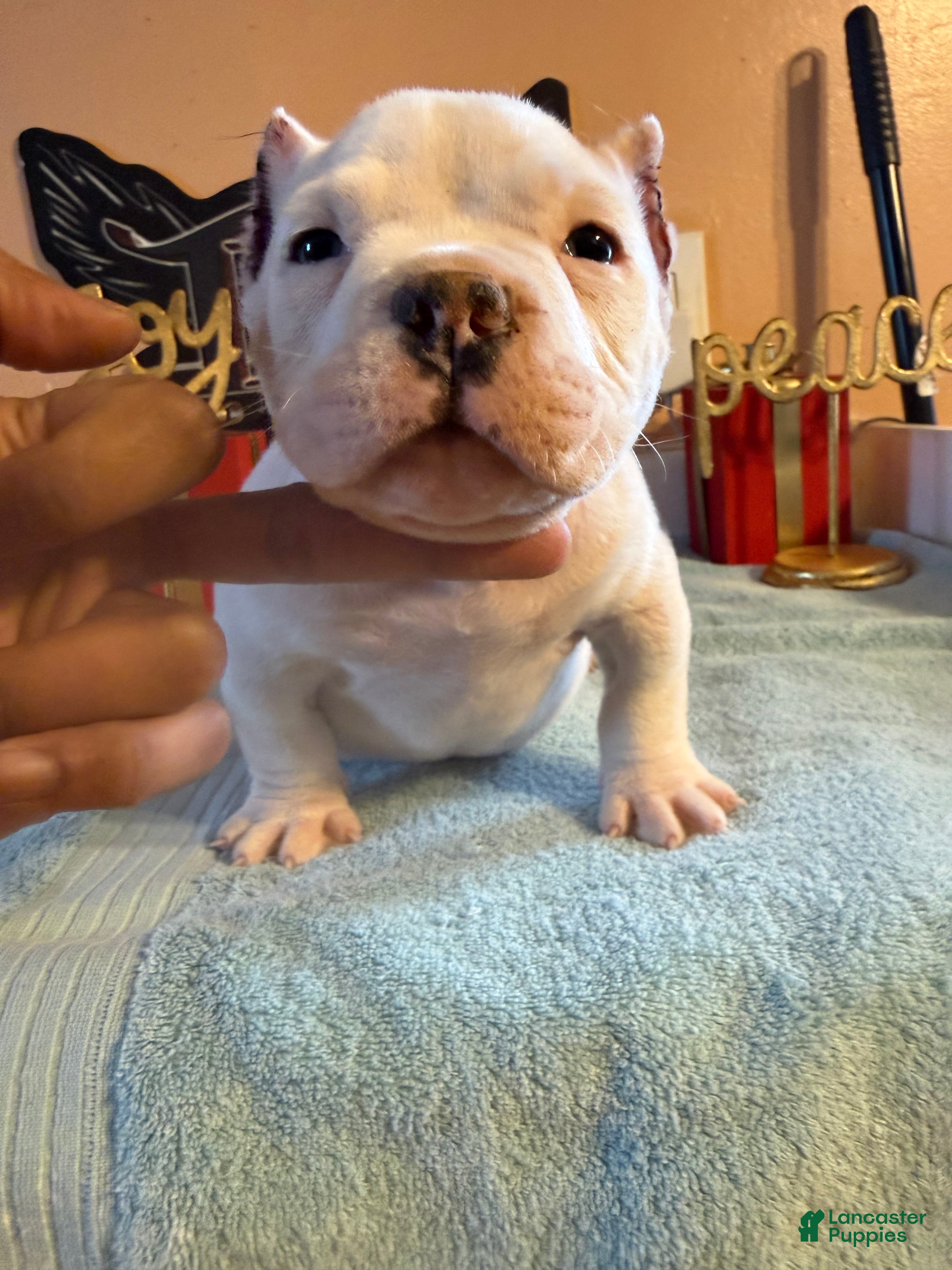 American Bully dogs COW PATCH BULLY  - Ad 29