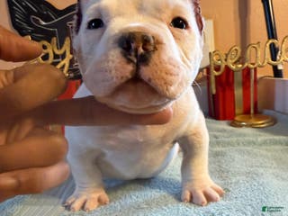 American Bully dogs COW PATCH BULLY - Ad 16