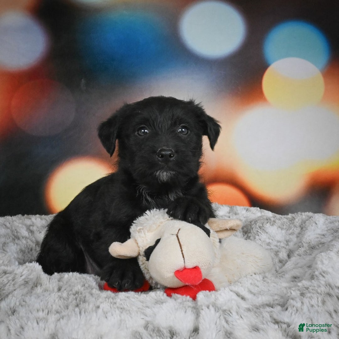 Mixed Breed dogs for sale: Daffodil - Ad 6