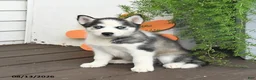 Gerberian Shepsky dogs for sale: Frosty - Ad 3