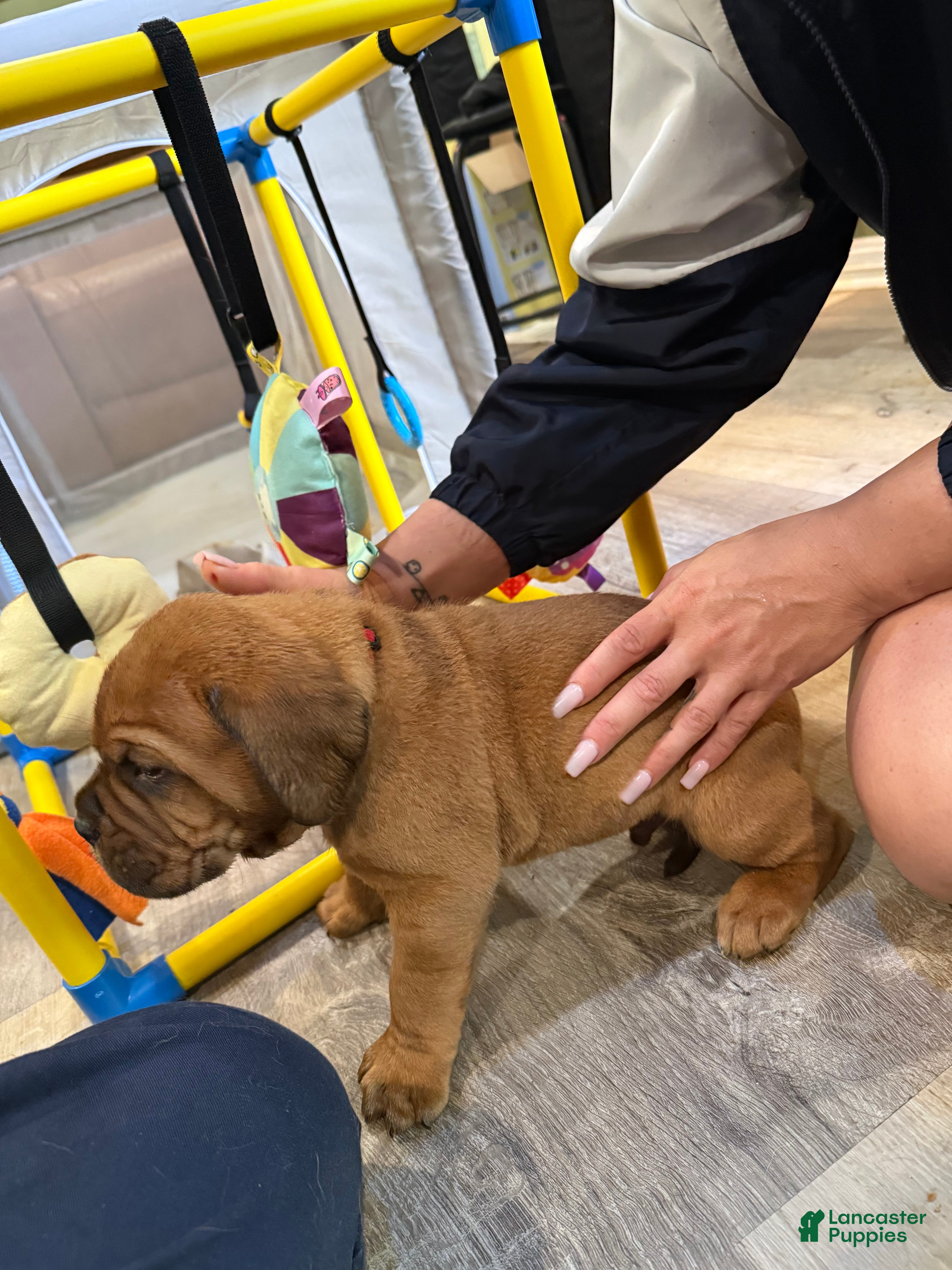 Dogue De Bordeaux dogs Dogue De Bordeaux Puppy 10 color red - Ad 2