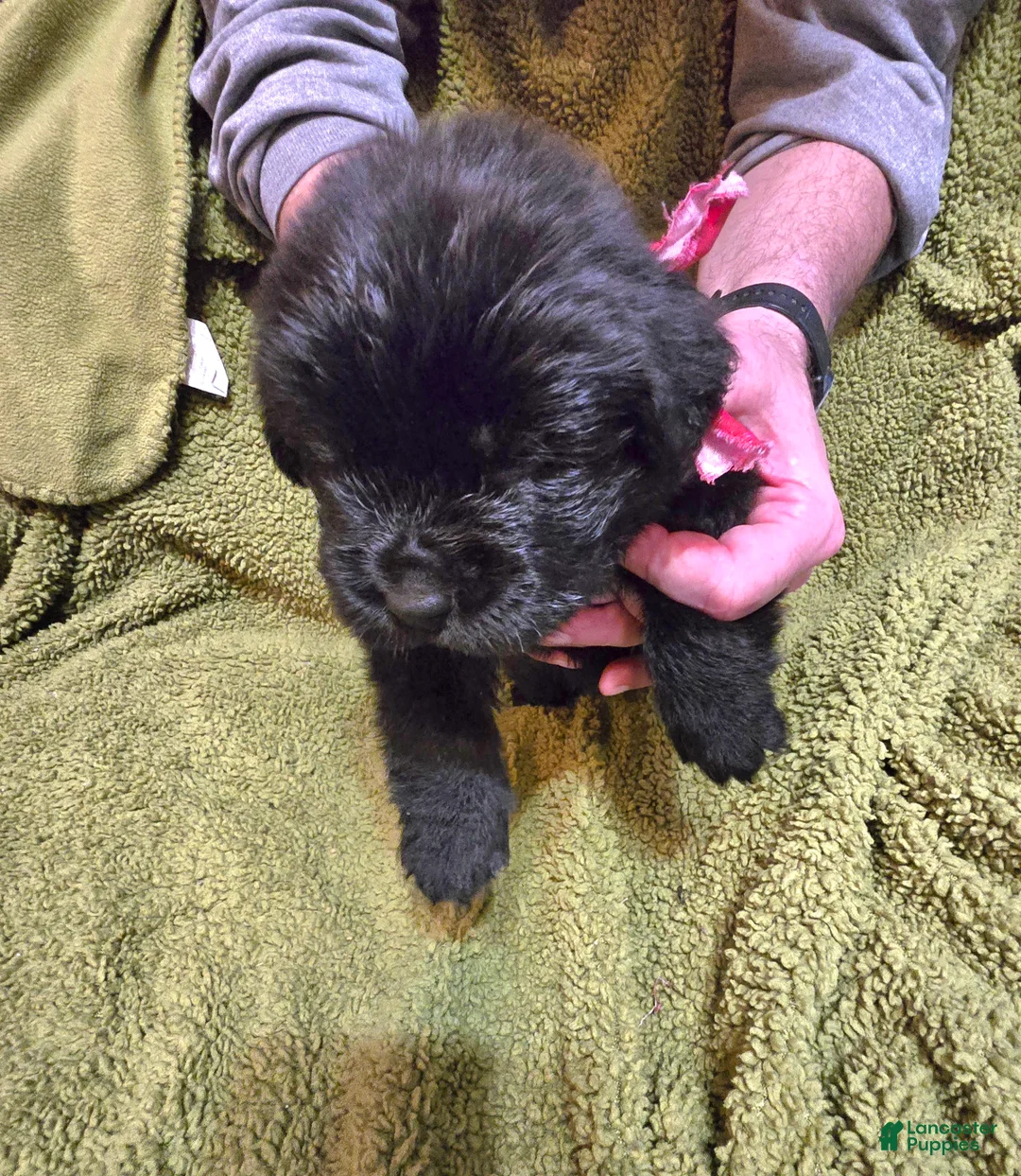 Newfoundland dogs for sale: Newfoundland Puppy 7 boy - Ad 3