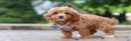 Maltipoo dogs for sale: Leo - Ad 11