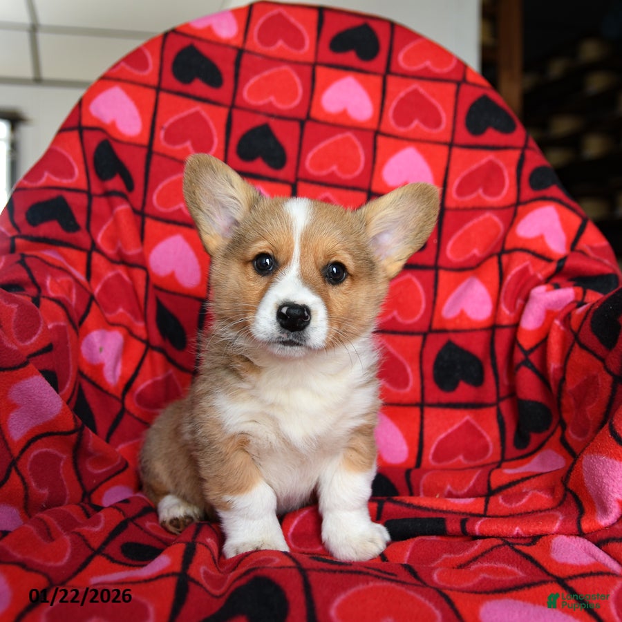 Welsh Corgi Pembroke dogs Spunky - Ad 4