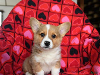 Welsh Corgi Pembroke dogs Spunky - Ad 4