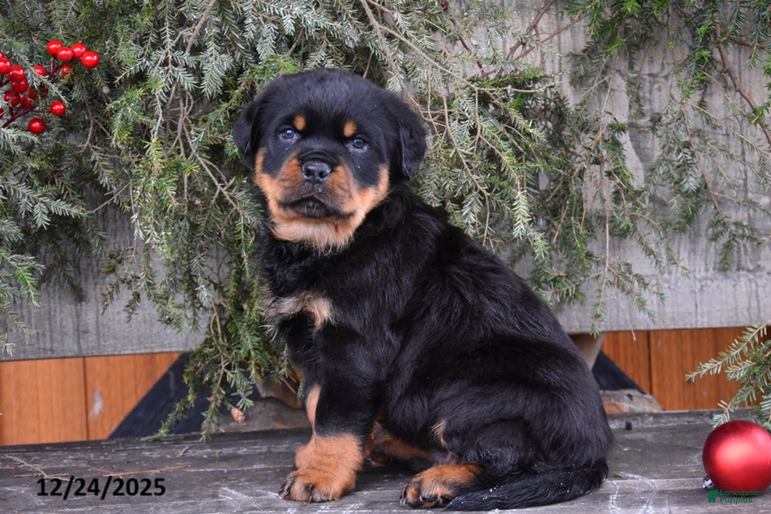 Rottweiler dogs for sale: Rustic - Ad 1