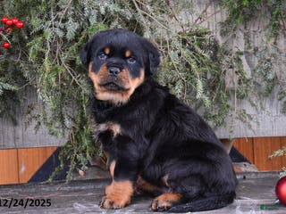 Rottweiler dogs Rustic - Ad 5