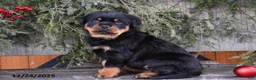 Rottweiler dogs for sale: Rustic - Ad 3